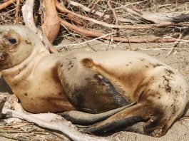 Sernapesca coordinó traslado de lobos marinos heridos desde la región de Aysén hasta la de Los Lagos