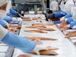 La tasa de desocupación en la Región de Aysén fue 4,7% en el trimestre julio – septiembre de 2025