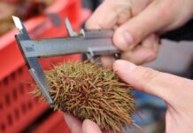 Sernapesca mantiene y refuerza fiscalizaciones tras cierre de temporada de erizo en Aysén