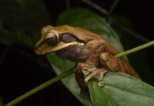 Invitan a participar en un conteo de anfibios y reptiles en el Cerro Cordón de Puerto Aysén